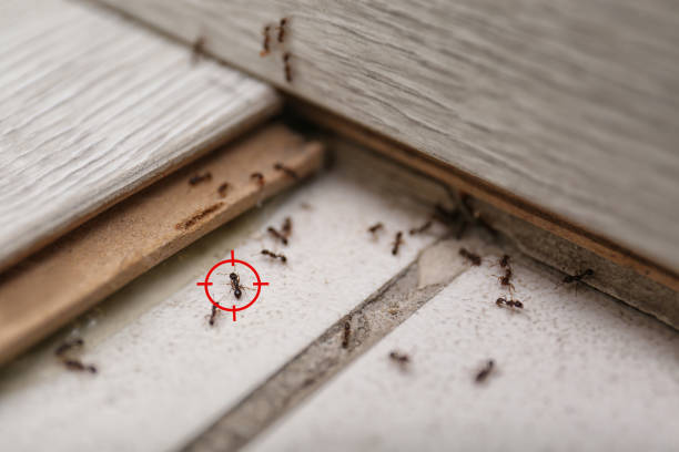 Best Termite Control Services  in Union, MS