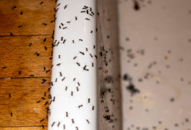 Best Affordable Pest Control Services  in Union, MS