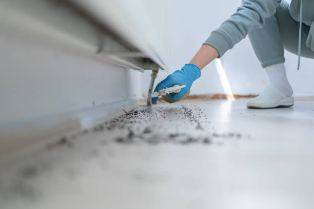 Best Flea Control Services  in Union, MS